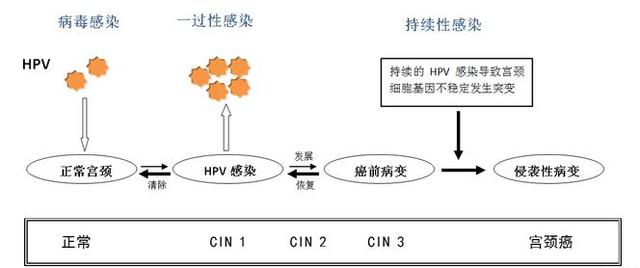 “揪出”早期宫颈癌，这对“神雕侠侣”最在行