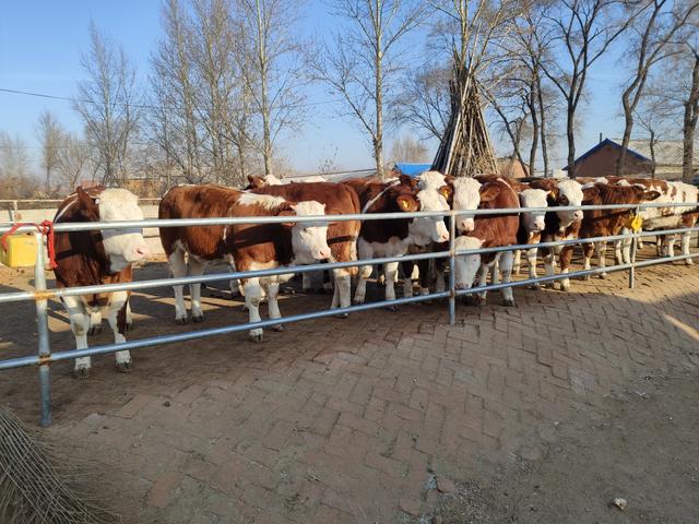 虽然看到养牛业的前景很广阔，但是要放开手脚