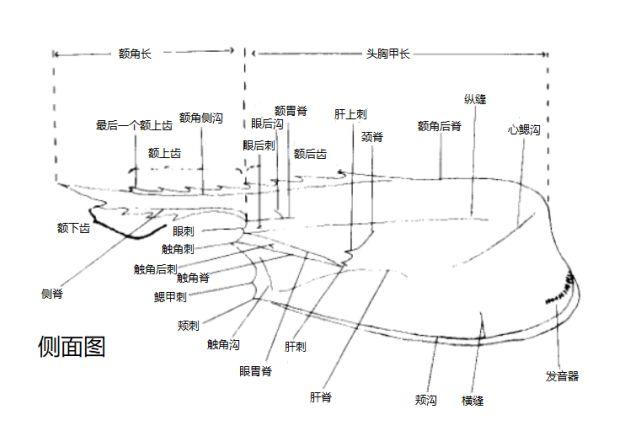虾类图鉴对虾的外部结构与虾体基本构造