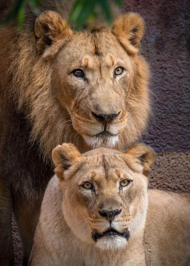 獅子夫妻相伴多年難分難捨動物園深受感動將兩隻一起安樂死