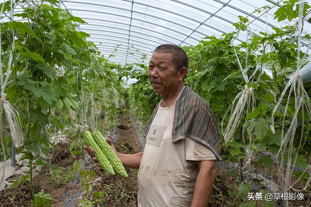 农村大叔大棚套种蔬菜，一年收获好几季：亩盈利不菲