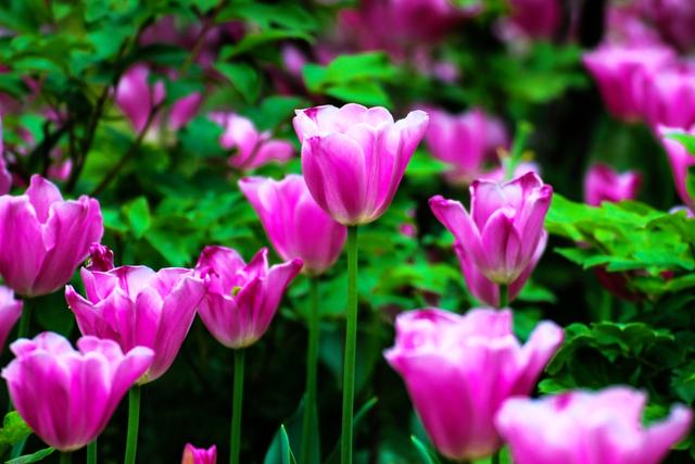 郁金香的花语是爱和永远的祝福，你知道不同颜色，有不同的花语吗