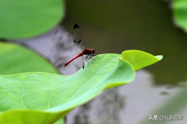 「图说亚泰基地」初秋时节 亚泰净月基地硕果初现