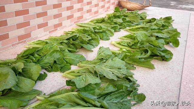 农家传统自制酸菜配方，简单一看就会，酸菜口感爽脆够酸！