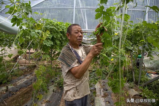 农村大叔大棚套种蔬菜，一年收获好几季：亩盈利不菲