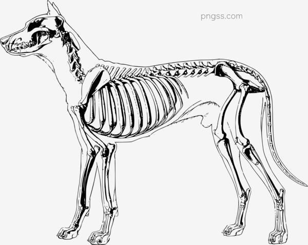 人类头骨绘画png搜索网 精选免抠素材 透明png图片分享下载 Pngss Com