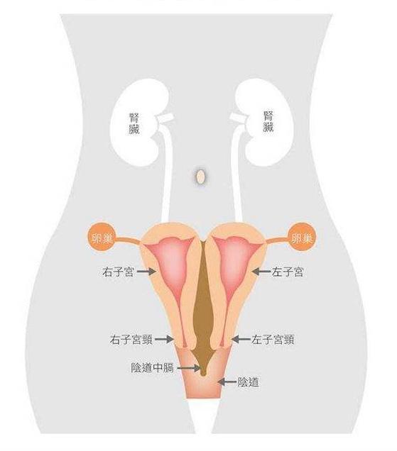 双子宫双宫颈图解图片