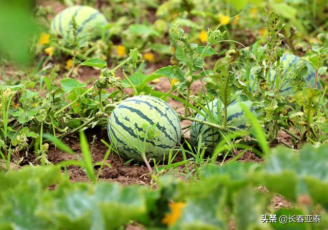 「图说亚泰基地」初秋时节 亚泰净月基地硕果初现