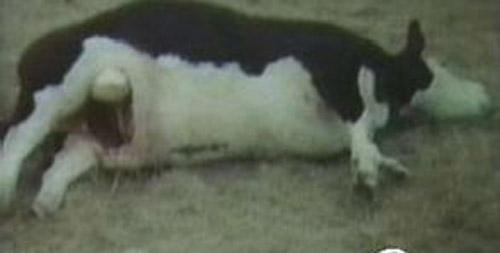 外星人屠牛事件，案件发生时有不明飞行物出现的报告