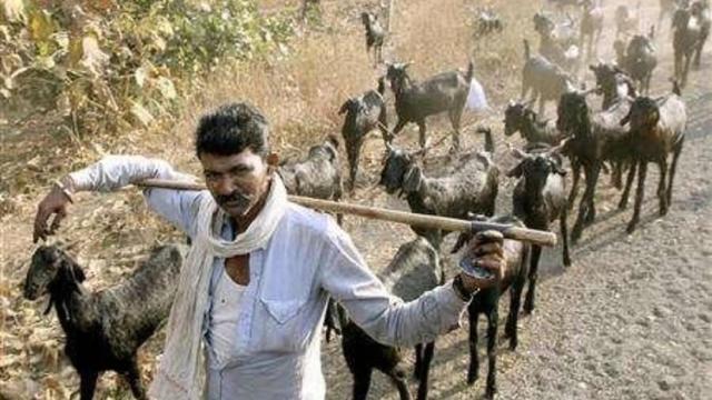 羊也会感染新冠病毒？印度牧羊人确诊，羊群随后接连出现呼吸问题