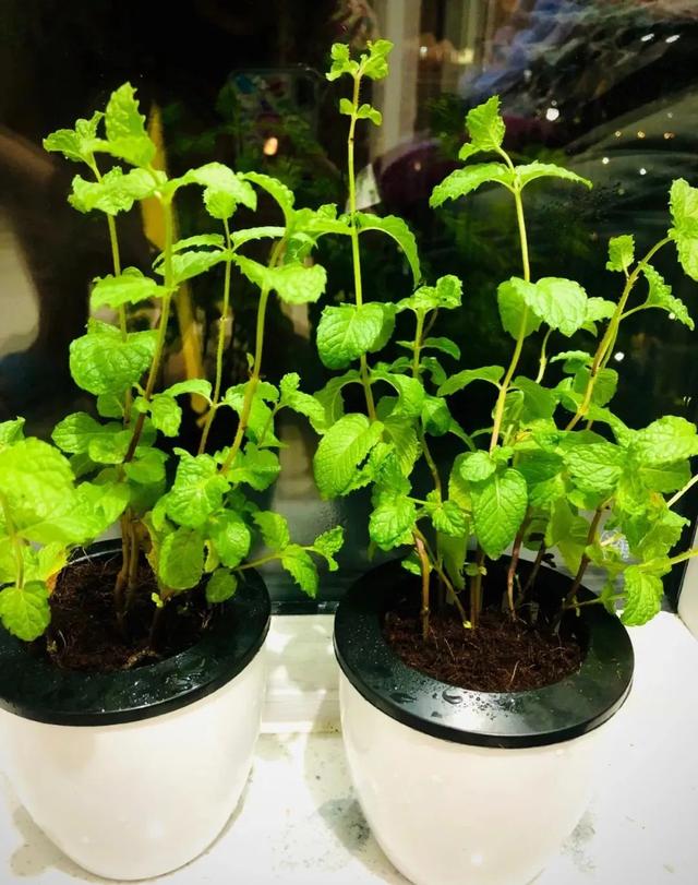 15句适用养花谚语，句句精髓