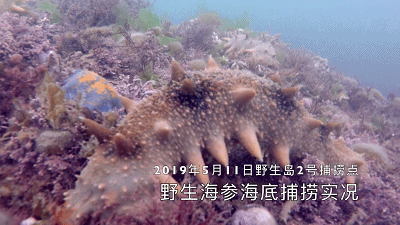 为什么要吃海参