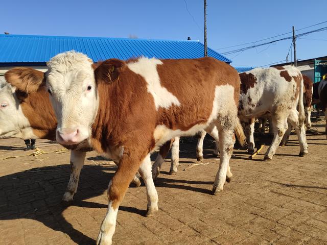 外地选牛要如何避开低价陷阱呢？很多养牛人都