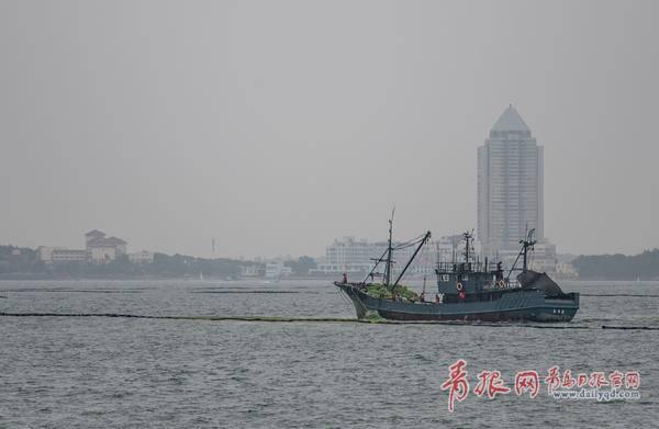 浒苔提前到来，青岛早介入精细管，陆域“打浒”战全面开启