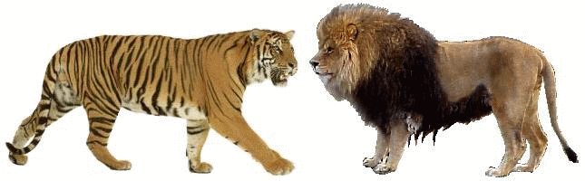 谁才是真正的兽中之王！老虎和狮子大对决的话，谁是谁的敌手？