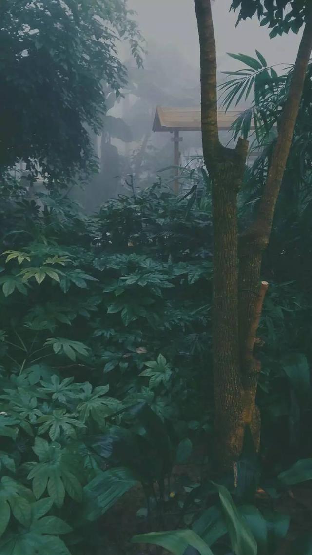 自然壁纸孤僻的人好想逃离到深山