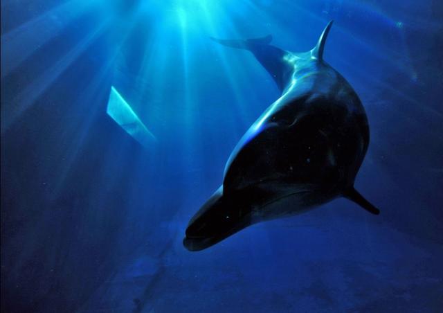 真实存在的四种杂交动物，第一种很常见，第四