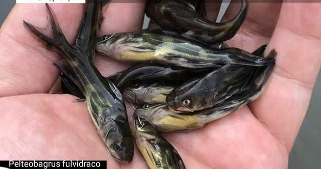 从原来的幼虫无节幼体到小型枝角类再到大型的桡足类,这些天然的生物