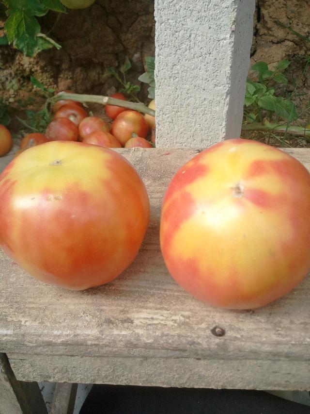 买西红柿要挑选“母”的，顶部看一眼就能辨出