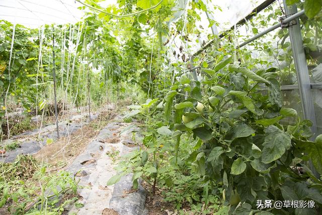 农村大叔大棚套种蔬菜，一年收获好几季：亩盈利不菲