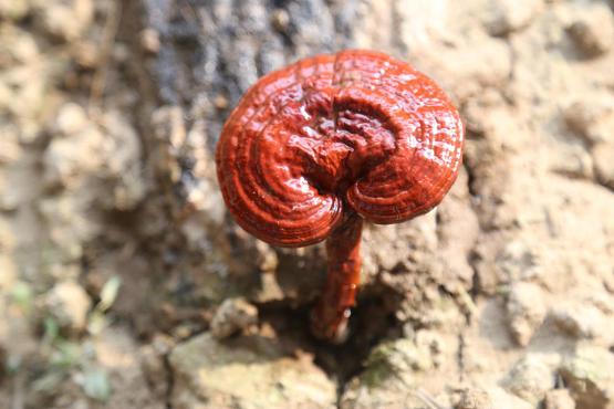 访仙灵芝处 瑞草冠众芳——记雷允上集团灵芝种植基地溯源