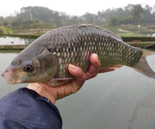中科5号异育银鲫池塘主养技术