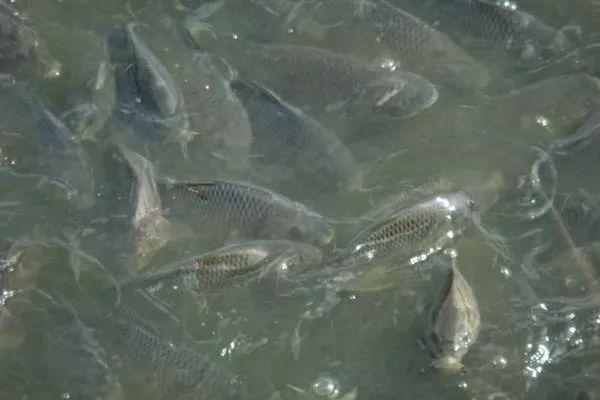 鱼病施治难度与鱼病四个特殊性：暴发性、群体性与复杂性、反复性