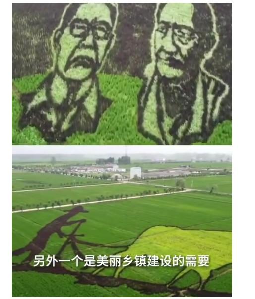 袁隆平|农民种出袁隆平钟南山稻田画 平均每幅画约3000个点用5种颜色的水稻组成