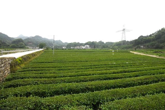 张远翔：“干发茶郎”托起乡亲致富梦