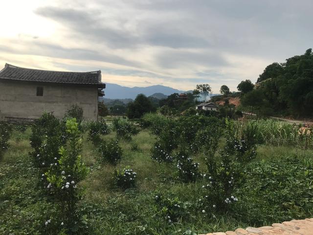 从爱国华侨陈嘉庚雇日本妓女说起厦门