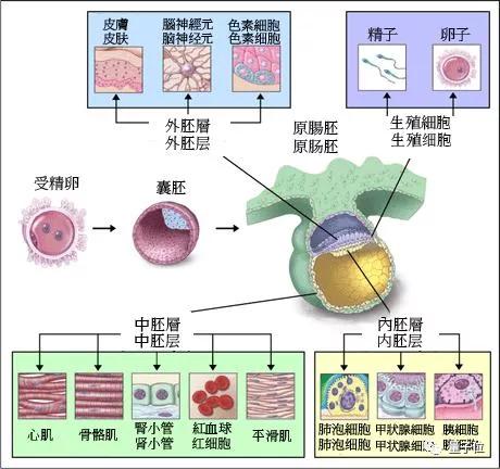 原肠胚的三个胚层图解图片
