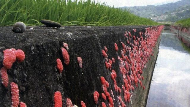 入侵中国且危害巨大的五种生物清道夫红火蚁福寿螺大蜗牛食人鱼