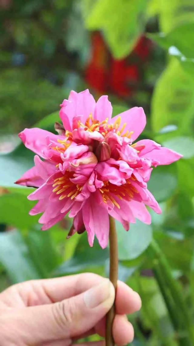 “七蒂睡莲”奇花惊现广州莲花山，震动眼球