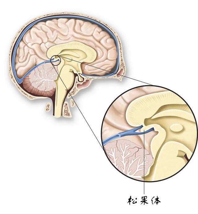 松果体连于图片