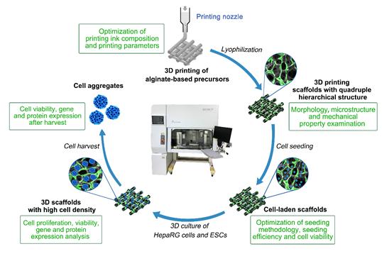 新技术：3D打印辅助干细胞规模化扩增技术——助力细胞治疗
