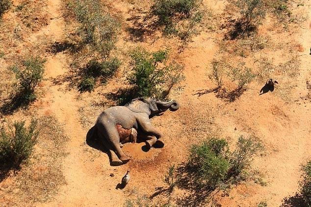 博茨瓦纳350余头大象离奇死亡"史无前例"，专家怀疑元凶为新冠病毒