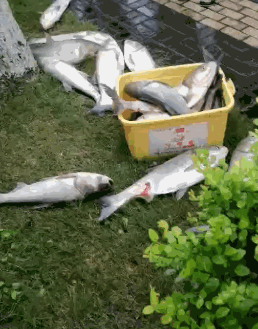 新安江水库泄洪“飞鱼”满天，下游民众疯狂捞鱼