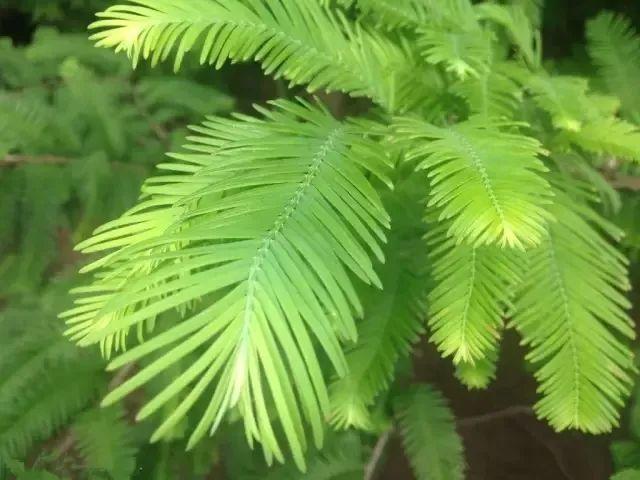 銀杏(國家一級保護植物)種子植物中最古老的孑遺植物↓銀杏是現存種子