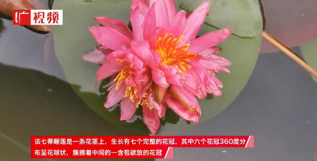 广州七蒂莲入选吉尼斯世界纪录 莲花山堪称 莲花奇观最强诞生地 乌鲁木齐都市网