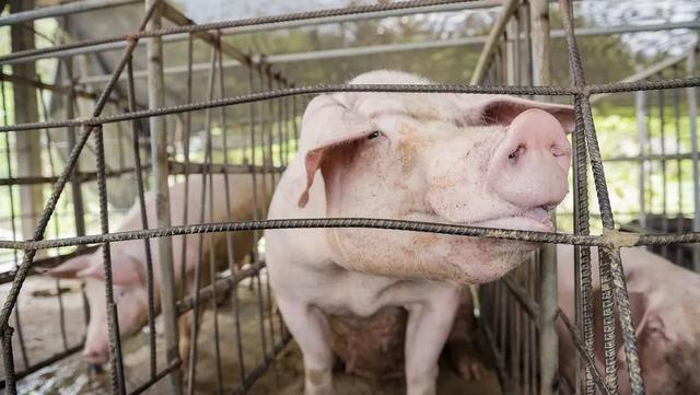 残忍！每头活猪要被反复注水4次！生产销售“注水猪肉”主犯被判15年，涉案8400余万元