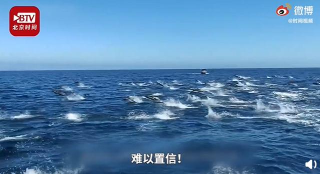 海豚：出海观鲸偶遇海豚群狂奔 乘风破浪的海洋精灵秒杀电影特效