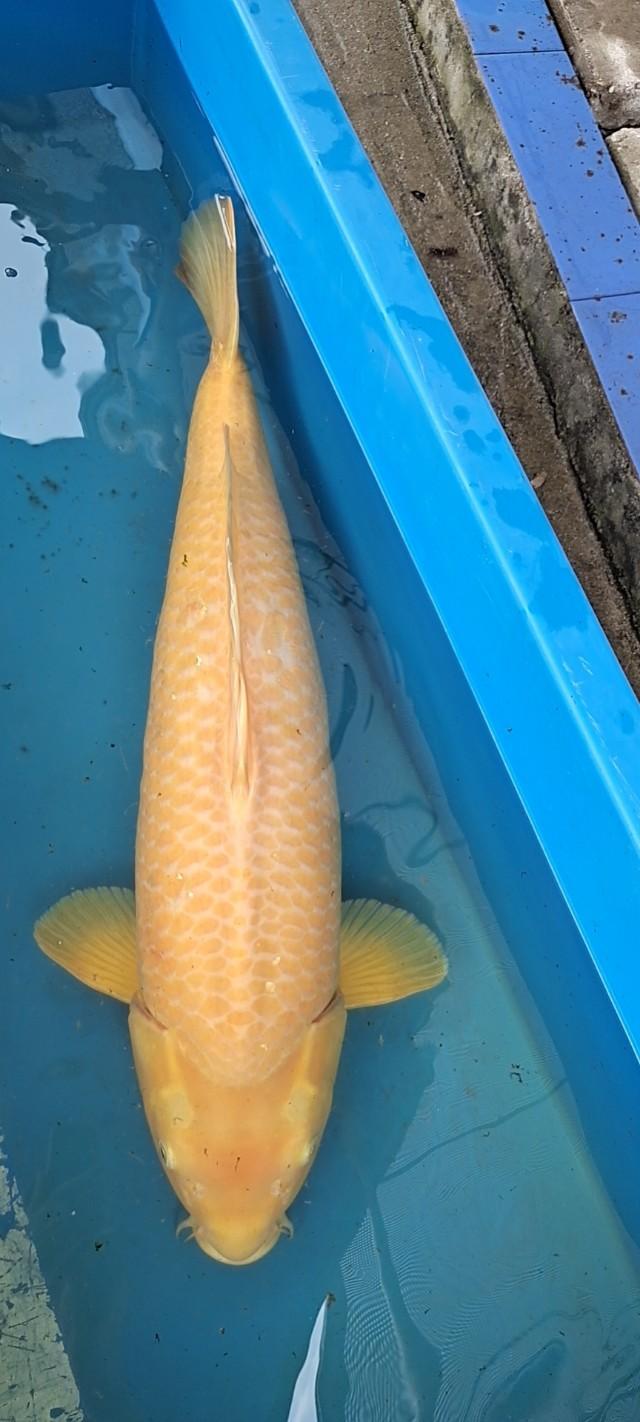 十三大类锦鲤品种与鉴赏