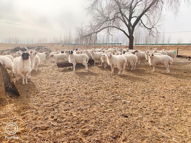 Ѱζ����_�γ�̲��ս�ʯ��ׯ��զ����ô���𡱣�