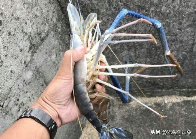 杭州暴雨后，河道内出现“湄公河巨虾”重达1斤，钓鱼人已钓获