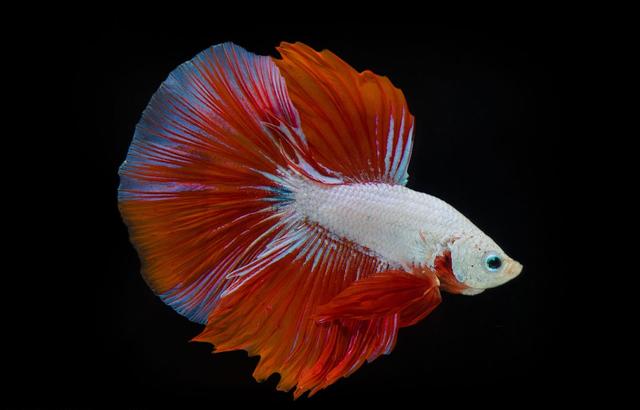 泰国斗鱼_热带观赏鱼_西南渔业网 水产养殖专业网 渔业行业门户网