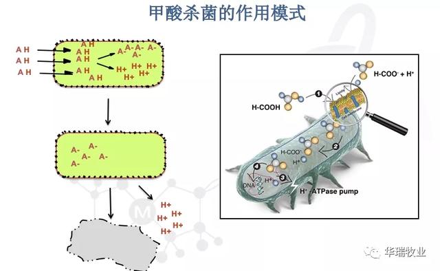 与抗生素一样，有机酸也有抗菌作用