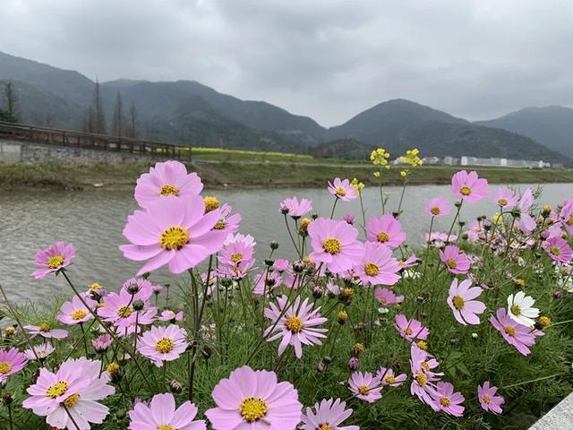 温州花海景区图片