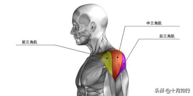 想要解決窄肩並不難，5個動作全面刺激三角肌，練出寬厚肩膀