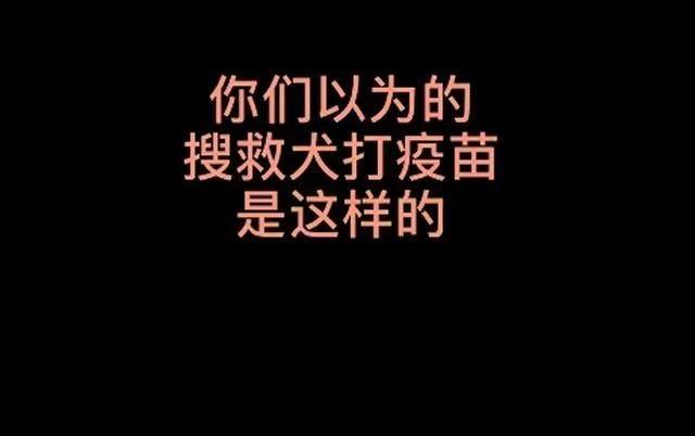 兴奋摇尾？现场画面来了！搜救犬打疫苗时的真实反应是这样