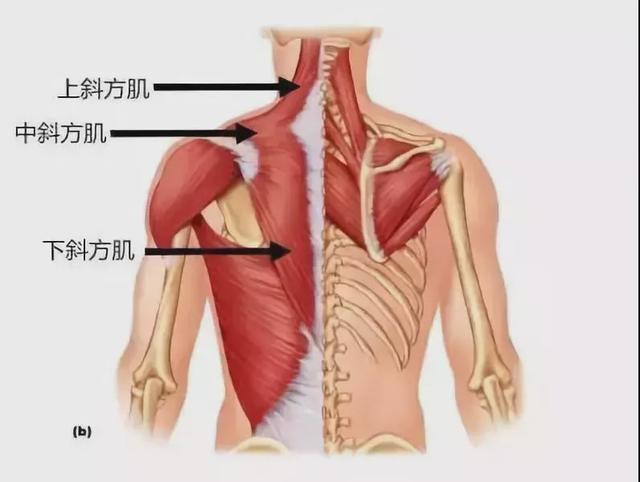 超全的練背指南！每一塊背部肌肉都安排的明明白白